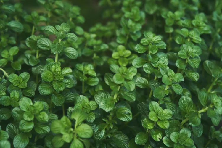 plant